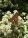 Combo X 5 Plantas Alimentan Mariposas Y Colibríes 5