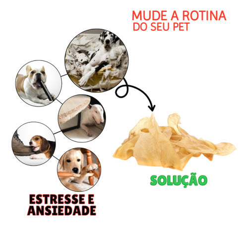 Brinquedo Petisco Para Caes Orelha Bovina Kit 10 Unidades 1