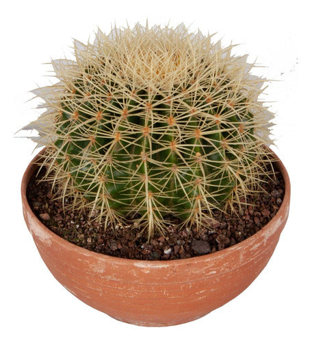 Planta De Cactus Grusonni Asiento Suegra Exterior 0