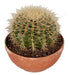 Planta De Cactus Grusonni Asiento Suegra Exterior 0