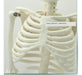 Educational Material - Mini Skeleton 85cm in Height 5