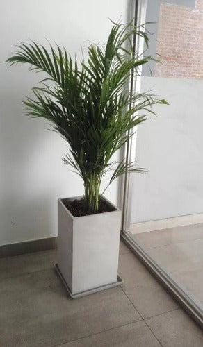 Areca Palm + Fibrocement Prism Planter + Plate 4