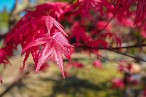 Acer Deshojo, Acer Colección 5lts 1