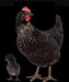 Pollitas Ponedoras Bb - Layer Chickens in Red, Black, or Leghorn 1