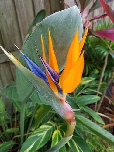 Strelitzia Reginae , Flor Del Pájaro O Ave Del Paraíso 1