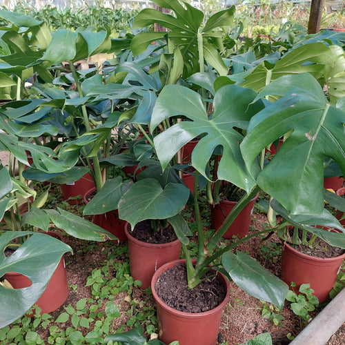 Monstera Deliciosa P24 2