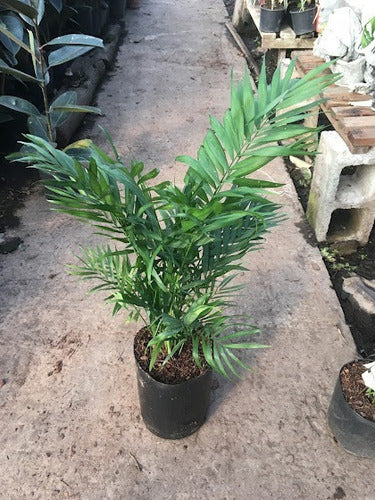 VIVERO LIHUE Chamadorea Palmera Planta De Interior 1