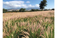 Pennisetum Fuzzy Ornamental Grass! 3