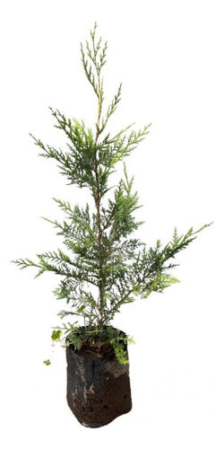 Leylandii Pine Live Hedge Nursery Wholesaler Cypress X4 0