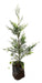 Leylandii Pine Live Hedge Nursery Wholesaler Cypress X4 0