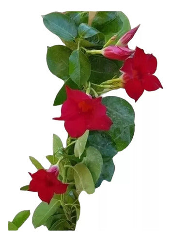 Dipladenia, Jazmín Chileno, Jazmín De Chile, Mandevilla 5lts 0