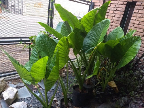 Planta Alocasia, Oreja De Elefante De 0,50 A 1,0 M 2