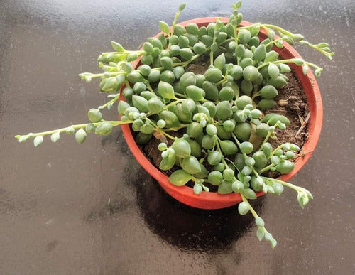 Senecio Herrianus 1