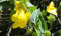 Malva Del Bosque (Pavonia Sepium) - Viviero De Nativas 1