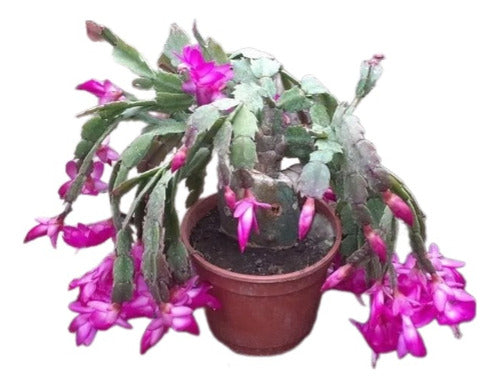 Schlumbergera Truncata (Santa Teresita) M16 0