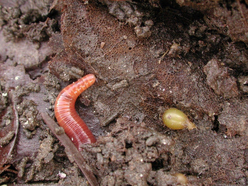 Lombrices Rojas Californianas (eisenia Foetida) X 200 2