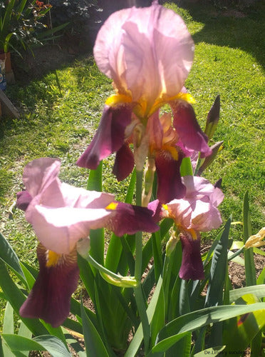 De.Lirios y Suculentas Rizoma De Lirio Germanico Morado - Iris 1