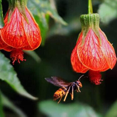 Farolito Japonés, Abutilón Pictum, Arbusto Muy Florífero 3