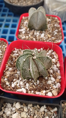 Tierra de Plantas Cactus Planta Astrophytum Grandecito 1