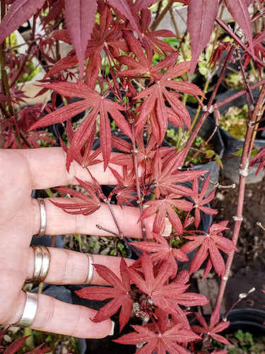 Acer Palmatum Atropurpureo 4l 0.80m Siempre Rojo Z/ Floresta 1