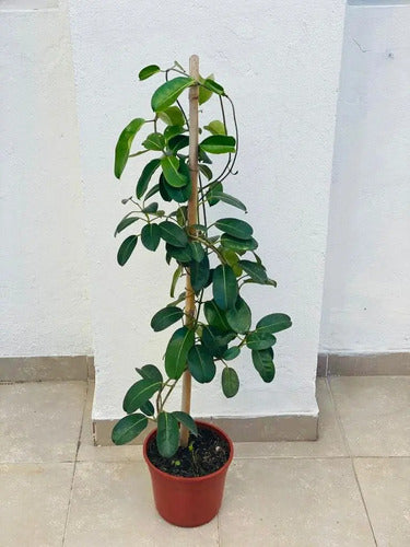 Madagascar Jasmine Stephanotis Floribunda Trellis Plant 2