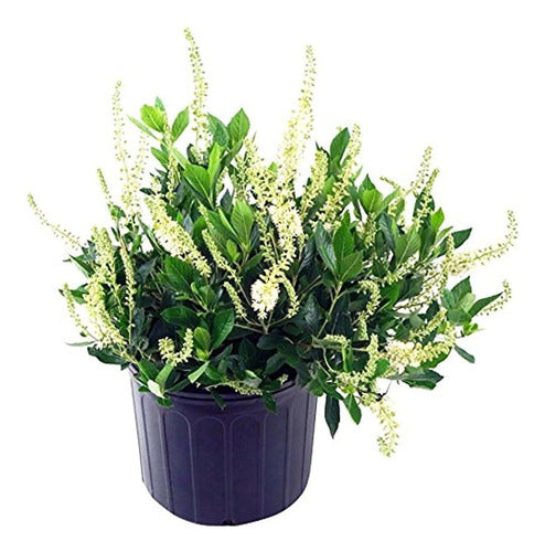 Clethra Aln Colibrí Summersweet Arbusto Flores Blancas 3 Tam 0