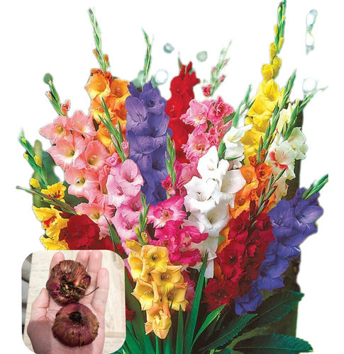 Agroparque Gladiolus Bulbs, Imported from Holland, Choose! X 10 0