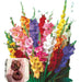 Agroparque Gladiolus Bulbs, Imported from Holland, Choose! X 10 0