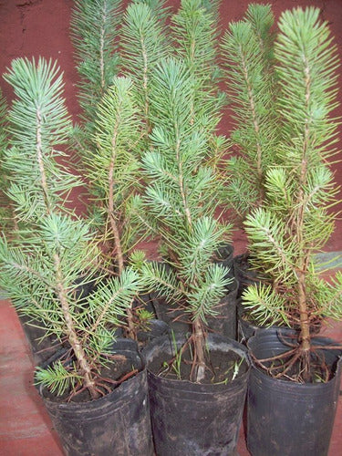 Pino Pinea (piñonero) Jardin/prebonsai. Vivero Arbol Hermano 1