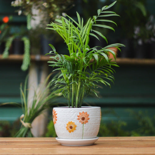 Plantás Paty Macetas De Cerámica, Diseño Girasoles 4