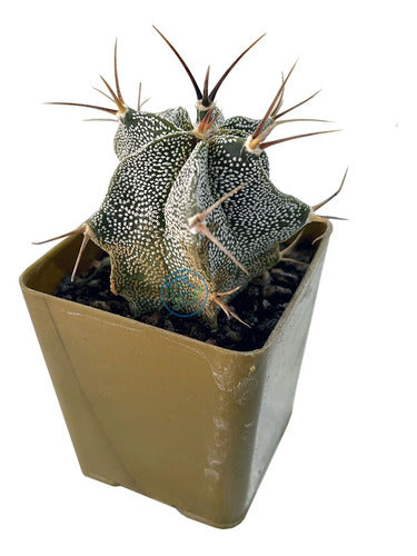 Cactus Suculenta Astrophytum Coleccion Variados 2