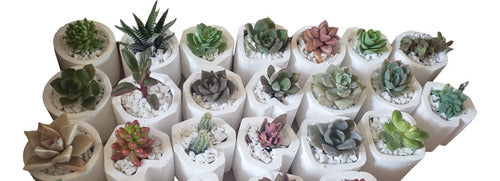 60 Mini Succulents in Mini Pots 0