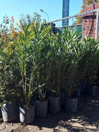 Laurel De Flor, Nerium Oleander. Ideal Para Cerco Vivo. 1