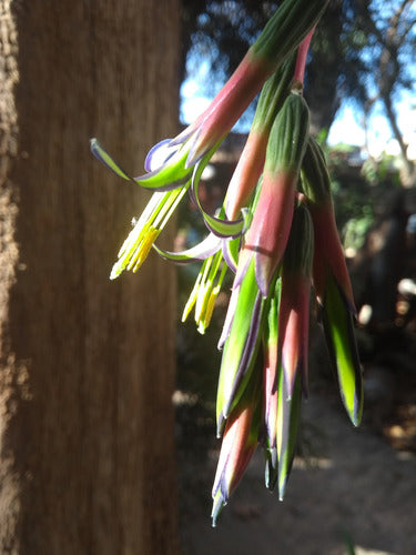 Billbergia Nutans - Lágrimas De Reina X 3 5