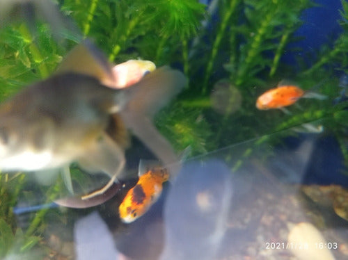 Acuario Aquariumba: Combo Peces De Agua Fría 5