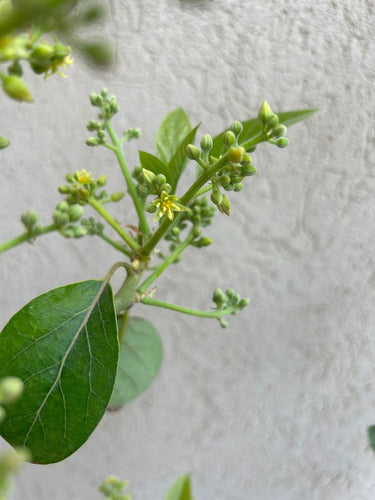 Árbol De Palta Hass Injertado Combo X 3 Unidades 4