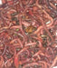 Red Californian Worms X 300 0