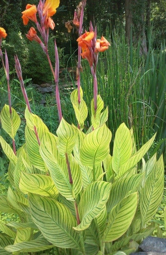 TROPICA Achiras Hoja Variegada ! Canna Bengal Tiger 1