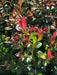 Natural Plants Live Hedges Eugenias X10 Units In 3L 2