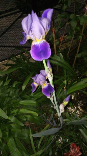 Iris Germánica/ Lirio De Barbados. Caba/ Envíos 1