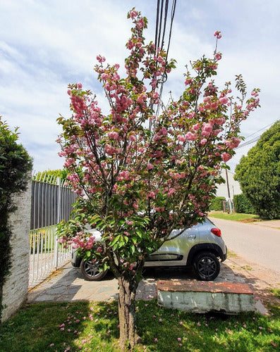 Cerezo Sakura Japonés 2.20m De 5 Años Z/floresta 7