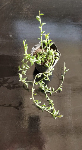 Senecio Peregrinus Delfin 1