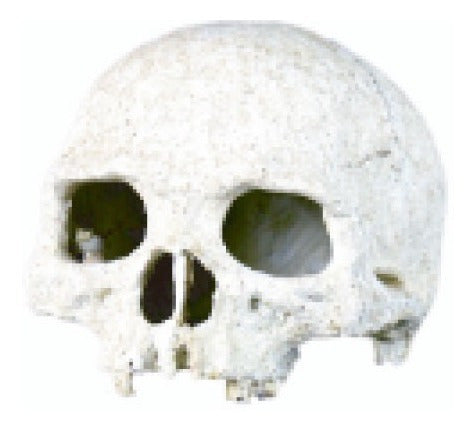 Human Skull 14x12cm for Reptiles, Spiders, Snakes 0