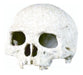 Human Skull 14x12cm for Reptiles, Spiders, Snakes 0