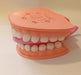 Articulated Educational Mouth Model 3