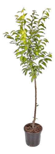 VIVERO SEMISU Frutal Ciruelo Tree - Free Shipping 0