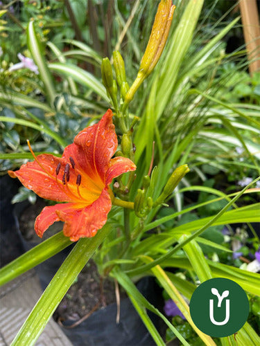 Planta Hemerocallis - Ideal Jardines Exterior 6