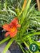 Planta Hemerocallis - Ideal Jardines Exterior 6