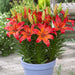 Regalos Vivos Bulbos Lilium Enano X10 Bulbos Mix Asiáticos Varios Colores 6