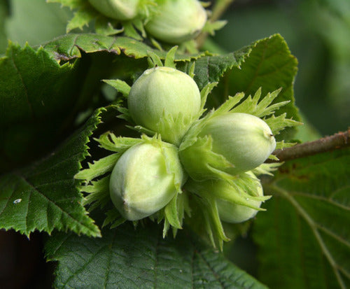 ArandanosdelSol Avellana - Hazelnut Tree 1